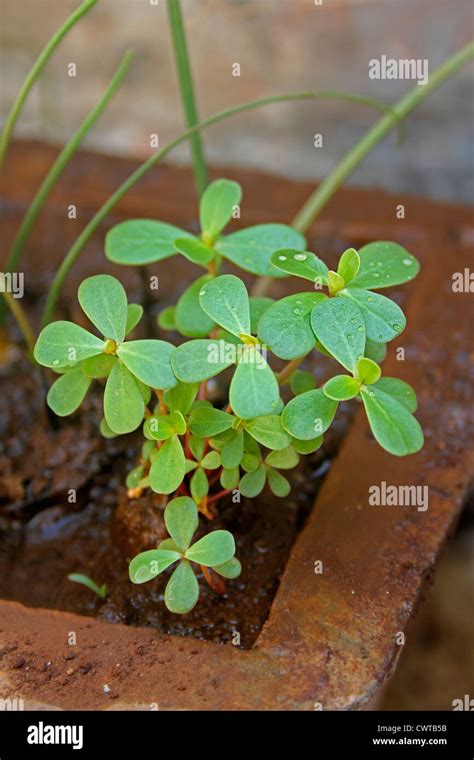 Portulaca Oleracea Hi Res Stock Photography And Images Alamy