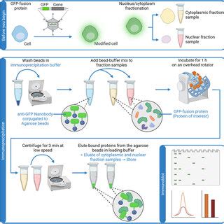 Workflow Of Gfp Trap Immunoprecipitation Created With Biorender