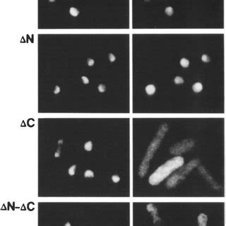 Subcellular Localization Of N And C Deleted Topo II Mutant Proteins