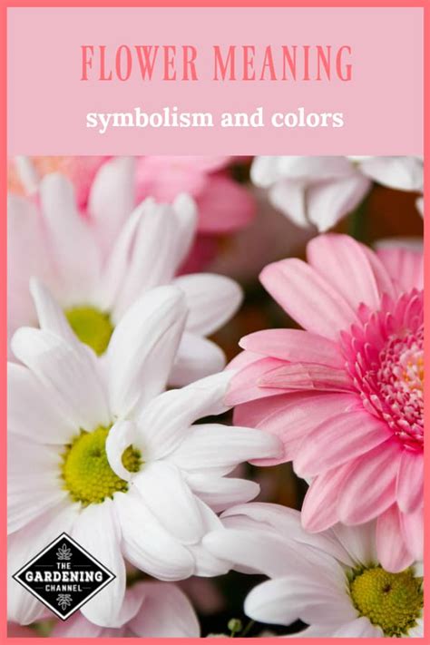 Flower Meaning Symbolism And Colors Gardening Channel