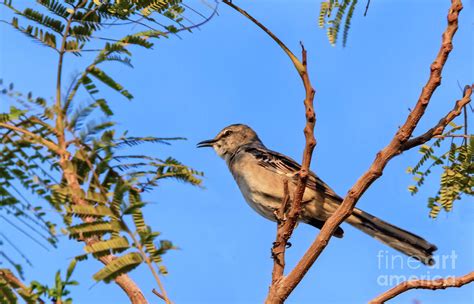 Singing Mockingbird Photograph by Robert Bales - Fine Art America