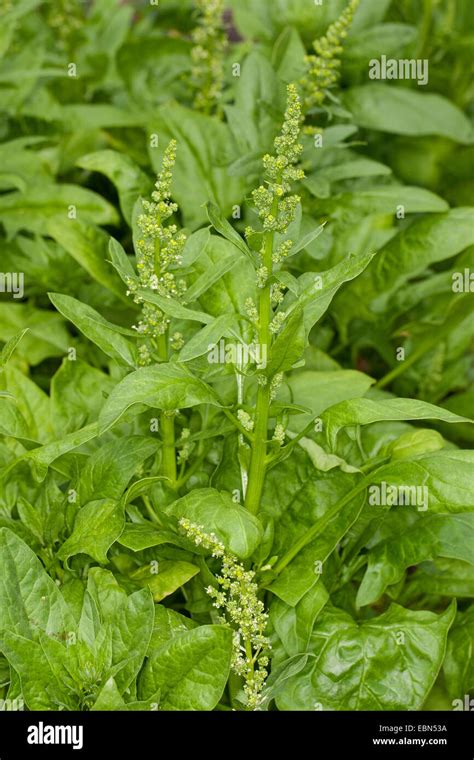 Flower Spinach Plants High Resolution Stock Photography And Images Alamy