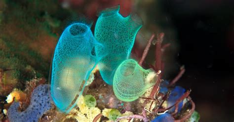 Partners | Convex Seascape Survey Education | Encounter Edu