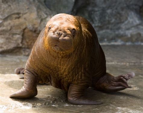 Walrus Pup Walrus Ecuador Travel Greenland Travel