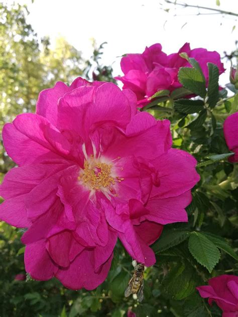 Shade Tolerant Roses Learn About Planting Roses In Shade