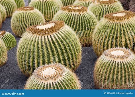 Golden Barrel Cactus Royalty Free Stock Image Cartoondealer