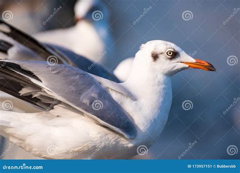 Seagull Seagull Birds Flying Close Up View Of White Birds In Sunset