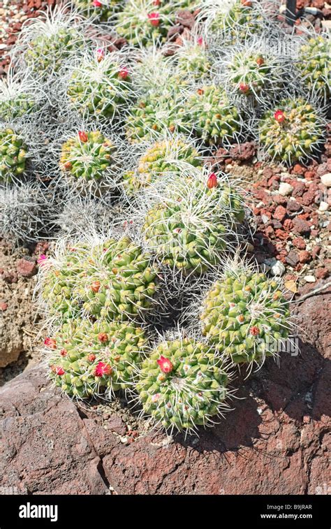 Mammillaria Hi Res Stock Photography And Images Alamy