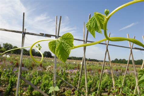 Semences Une Bataille Pour La Biodiversit Eacu