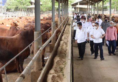 Kunjungi Peternakan Sapi Di Tangerang Mentan Syl Pastikan Stock Sapi