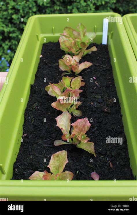 lollo Rosso lettuce seedlings Stock Photo - Alamy