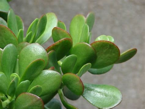 Crassula Ovata EcuRed