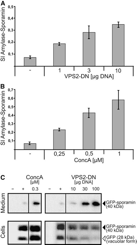 Figure 7 From Multivesicular Bodies Mature From The Trans Golgi Network