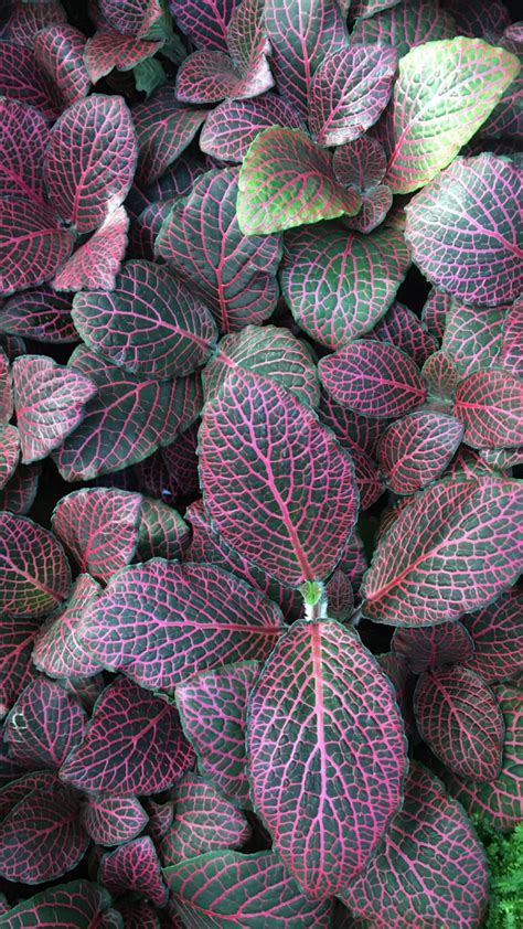 Nerve Plant Care How To Grow Fittonia Plants Artofit