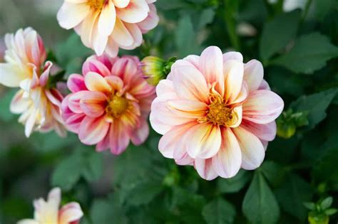 Perennials For Shade That Bloom All Summer