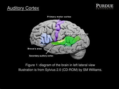 auditory cortex ap psychology herypulse