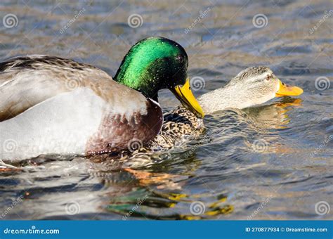 Pair Of Mallard Ducks Mating On The Water Stock Photo Image Of