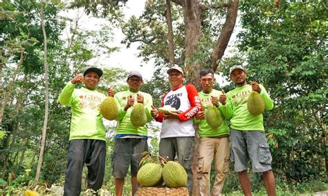 Pupuk Durian Agar Cepat Berbuah Perbanyak Hasil Panen Durian