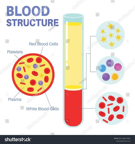 Blood Structure Plasma Red Blood Cells Stock Vector (Royalty Free) 2180177691 | Shutterstock