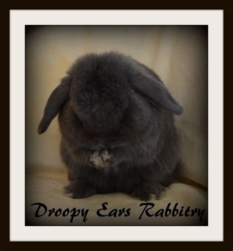 Droopy Ears Rabbitry Droopy Ears Rabbitry Genetics Mini Lop Rabbit