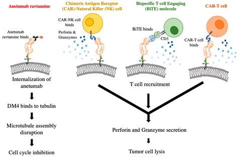 Cancers Free Full Text Mesothelin An Immunotherapeutic Target