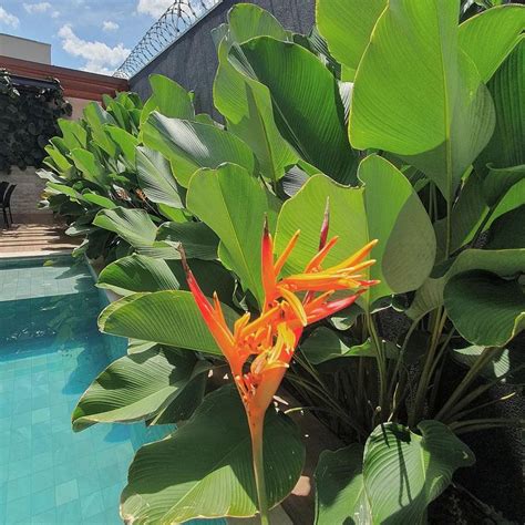 Exuberante Heliconia Psittacorum Florida Casa Im Paisagismo