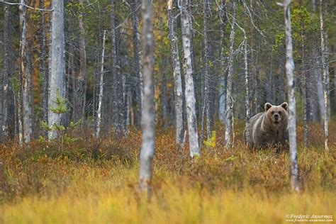 Bear Watching in Finland – Kuusamo | Ansermoz-Photography