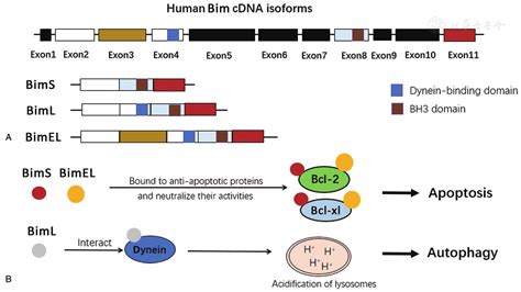 Dissecting The Role Of Alternative Splicing In The Regulation Of