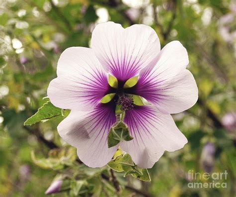 Native Hibiscus Australia | ubicaciondepersonas.cdmx.gob.mx