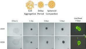 Spheroid Models To Study Lung Cancer FaCellitate