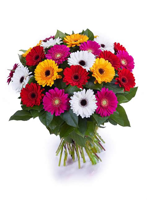 Bouquet De Germinis Multicolores Autant De Fleurs Aubagne