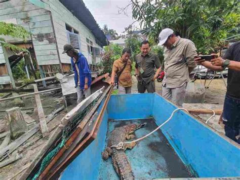 Komunitas Reptil Karimun Serahkan 2 Ekor Buaya Senyulong Ke BKSDA Riau