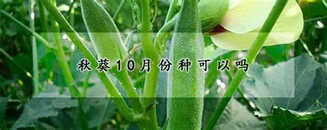 秋葵10月份种可以吗 —【发财农业网】