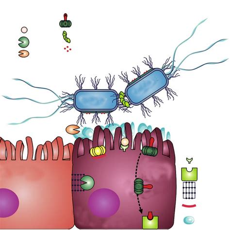 Pdf Enteroaggregative Escherichia Coli