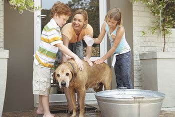 Remove Pet Odors Cleaning 101daysoforganization Org