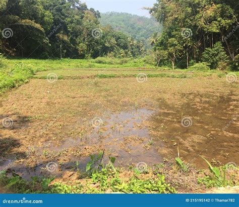 Sri Lankan Paddy Field Paddy Cultivation Stock Photo Image Of