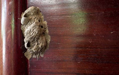 Mud Dauber Identification & Prevention | Safeguard Pest Solutions LLC