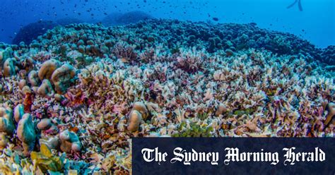 Worlds Largest Coral Discovered In Solomon Islands