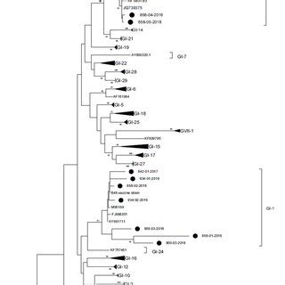 Phylogenetic tree reconstructed using IBV strain references from ...