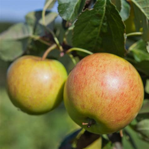 Apple Malus James Grieve AGM M27 Stepover 12L Coolings Garden