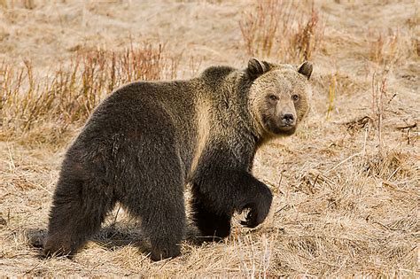 YELLOWSTONE BEARS - Steve Gettle Nature Photography