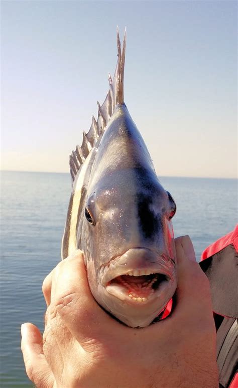 Sheepshead | Mexico – Fish, Birds, Crabs, Marine Life, Shells and ...