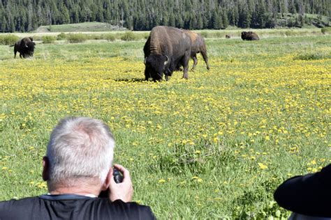 Move Over Grizzlies And Wolves Yellowstone Visitors Hope To Catch A