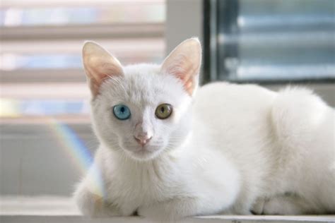 9 Exotic Cat Breeds Youve Never Seen Before