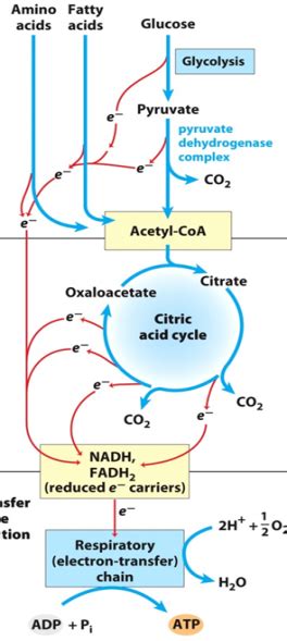 The Overall Efficiency Of Oxidative Phosphorylation Bioc 2580 Introduction To Biochemistry