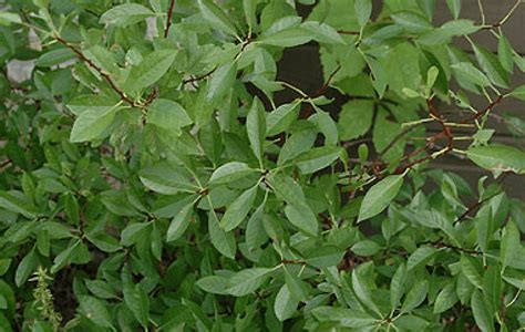 Prunus Besseyi Western Sand Cherry