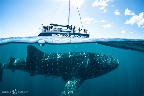 Ningaloo Whale Shark Swim On A Sailing Catamaran Ningaloo Discovery