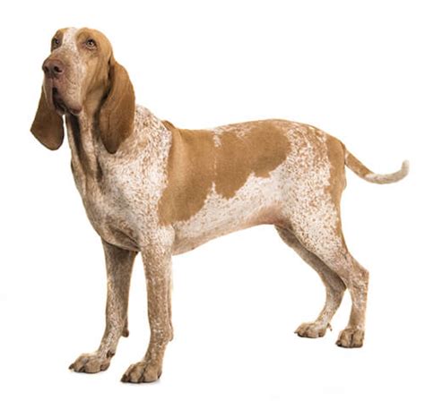 bracco italiano dog breed information purina