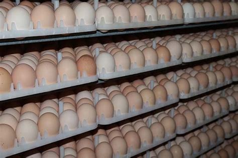 Sri Lanka To Import 176000 Hatching Eggs From Netherlands