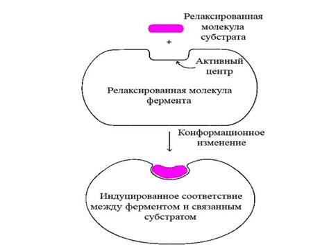 Ферменты - презентація з біології